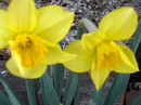 Daffodils Say It's Spring