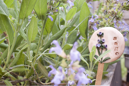 Sage Plant Marker in Garden